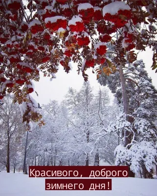 Красивые картинки хорошего дня зимние (46 фото) » Юмор, позитив и много  смешных картинок