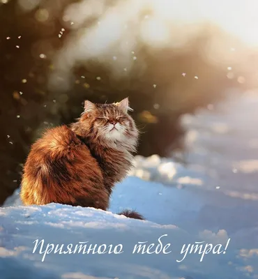 сдобрымутром #котики #утродоброе #красивоевидео | TikTok