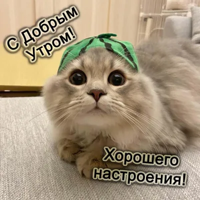 Добрый котик - 69 фото