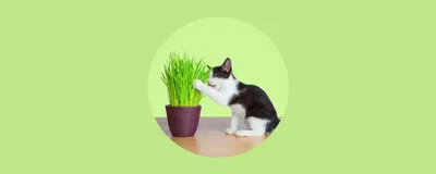 кошка шорт-пара. красивая янь-кошка с цветами. кот в корзине Стоковое  Изображение - изображение насчитывающей меховой, разведенными: 256722771