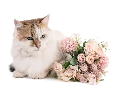 Плед с кошкой в венке из цветов маме на день рождения