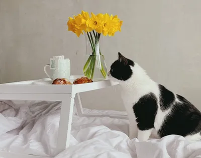 Кошка с узорами и цветами - Животные - Раскраски антистресс