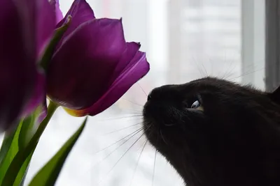 Бралдт Бралдс - Кошки и цветы: Описание произведения | Артхив