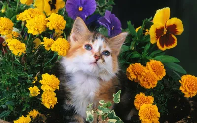 Кошка с цветами 40х30 см. @ Freetimehobby