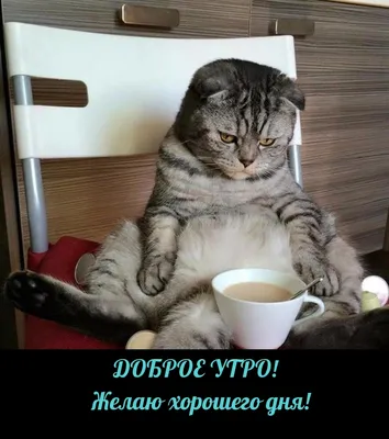 доброе утро и хорошего дня коты｜Поиск в TikTok