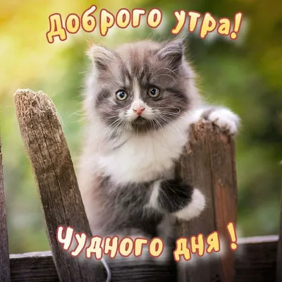 ДОБРОЕ УТРО! УДАЧНОГО ДНЯ! | Доброе утро, Кошки, Кошечка