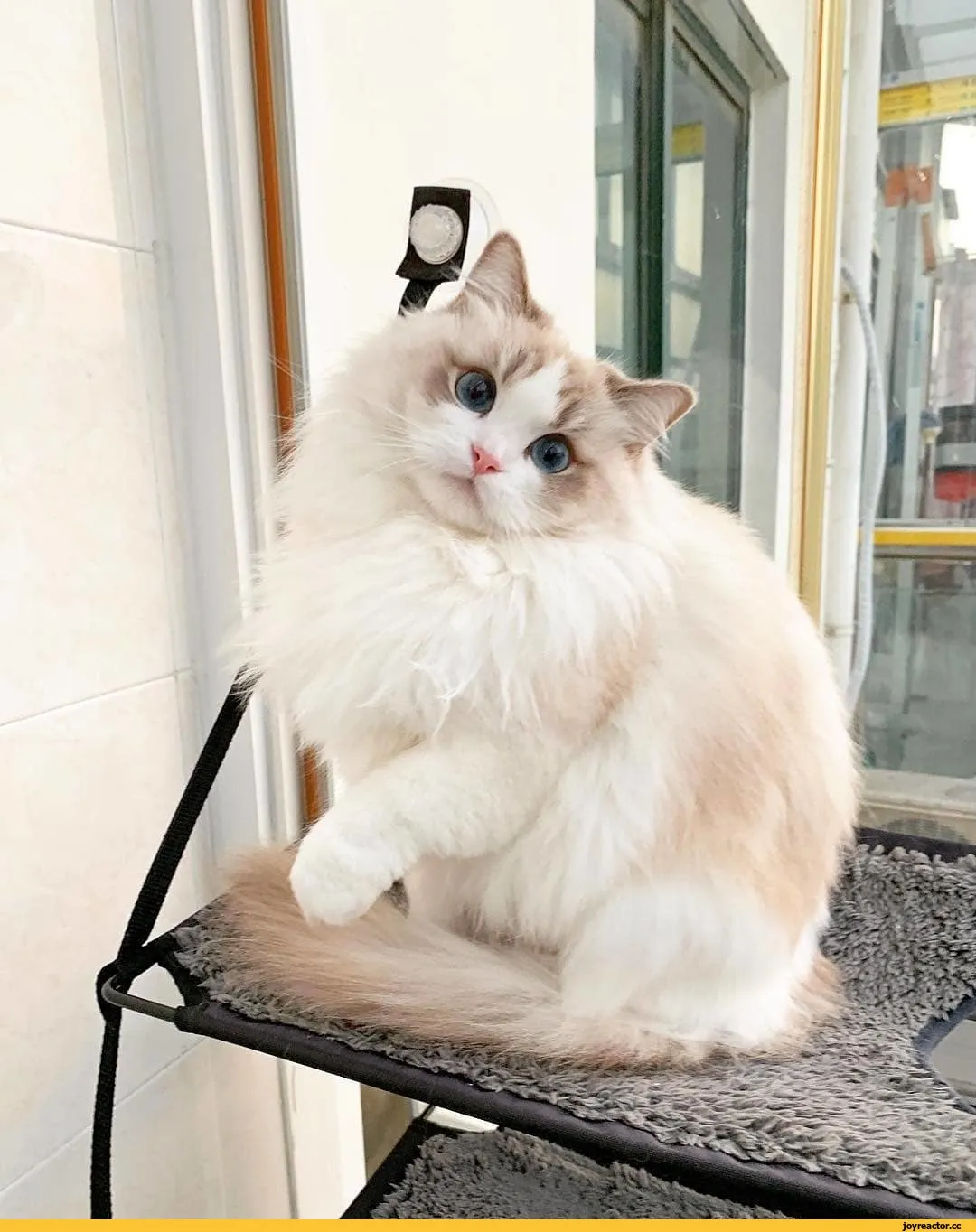 Корейские коты
