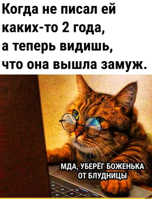 Добрые мемы с милыми котами на каждый день | Krutye puski | блог котов и их  человеков | Дзен
