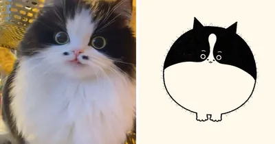 15 фото котов и смешные рисунки художника | Просто | Дзен