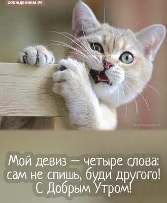 🙀УТРЕННЯЯ МУЗЫКАЛЬНАЯ ОТКРЫТКА С МИЛЫМИ КОТИКАМИ ДЛЯ ВАС 🙀 С ДОБРЫМ УТРОМ  🙀 ХОРОШЕГО ДЕНЬКА🙀 - YouTube