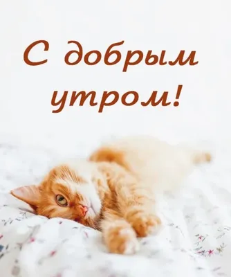 Открытки с добрым утром с котятами - Фотографии на любой вкус - snaply.ru