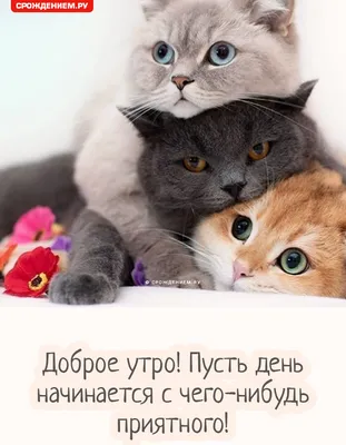 Картинка \"Доброе утро\" с тремя смешными котами • Аудио от Путина,  голосовые, музыкальные