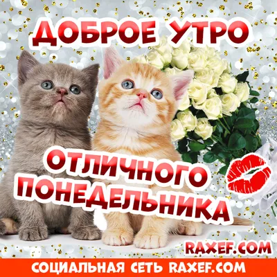 Доброе утро открытки с котами - подборка