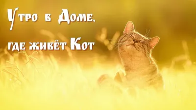 Добрый котик - 69 фото