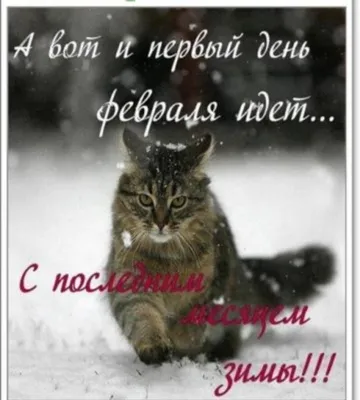С Добрым Утром и Хорошим днём! / Музыкальная открытка с котами / Картинки  котиков с пожеланиями - YouTube
