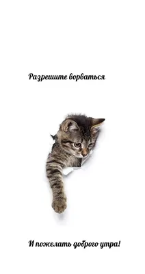 Картинка: Доброе утро пора вставать. С котом в постели. • Аудио от Путина,  голосовые, музыкальные