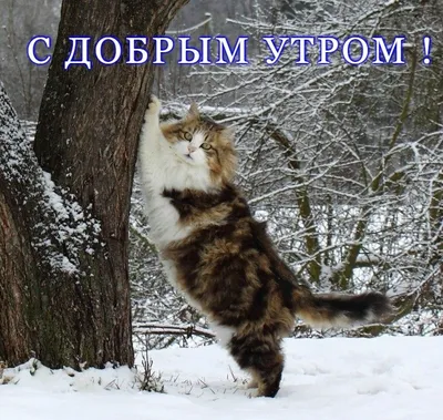 Шерлок Кот - Доброе утро)) Коты и кофе лучшее начало дня!... | Facebook