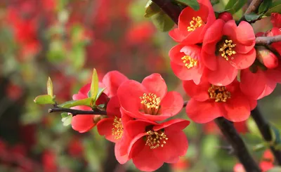 Горшечный цветок с красными цветами - 65 фото