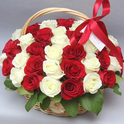 Комнатный цветок с бело красными цветами - 68 фото