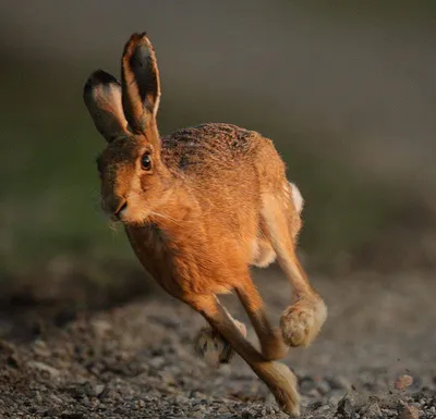 Как отличить зайца от кролика | Пикабу