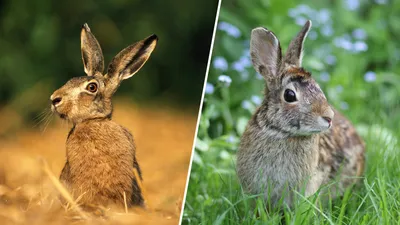 живность :: отличия :: зайцы :: кролики / смешные картинки и другие  приколы: комиксы, гиф анимация, видео, лучший интеллектуальный юмор.