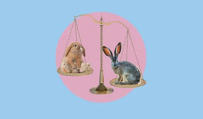 Чем заяц отличается от кролика? | Вокруг Света