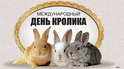 10 фактов о кроликах, которые вы, скорее всего, не знали - Питомцы Mail.ru
