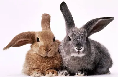 Чем отличается заяц от кролика? Всем! Описываем разницу по пунктам | Книга  животных | Дзен