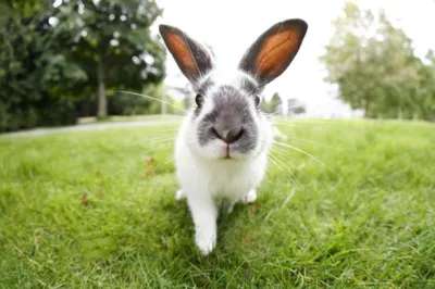 Зайцы - злые, кролики - добрые! - YouTube