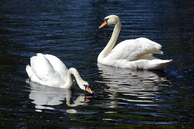 Лебеди Елисей и Любава вернулись в Летний сад после окончания зимовки