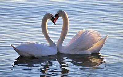 лебеди, сердце, белые, озеро, любовь | Лебедь-шипун, Обои с птицами, Лебедь