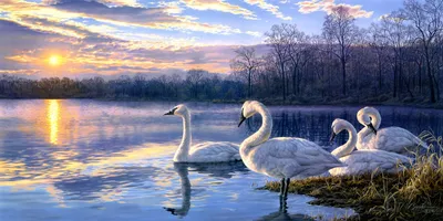 Картина \"Любовь между двумя лебедями \" | Интернет-магазин картин \"АртФактор\"