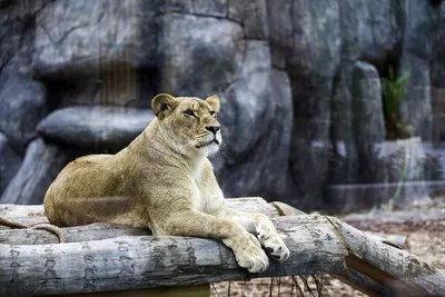 Aslan Park – первый в Турции зоопарк крупных кошек | Profit Real Estate -  Компания с Историей | Дзен