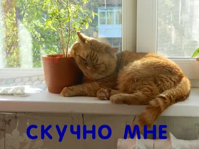 Картинки с надписью мне скучно фотографии