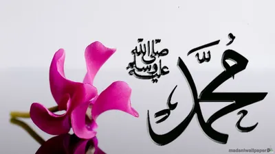 Пророк Мухаммад (мир ему и благословение) венец рода человеческого |  islam.ru