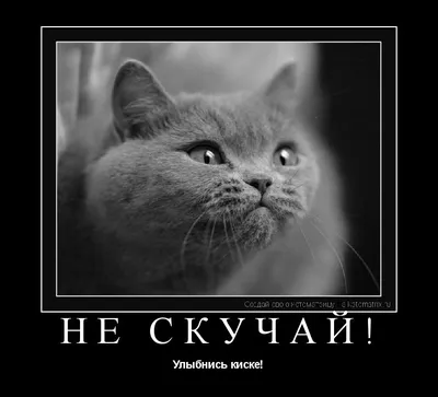 Котоматрица: Не скучай! Улыбнись киске!