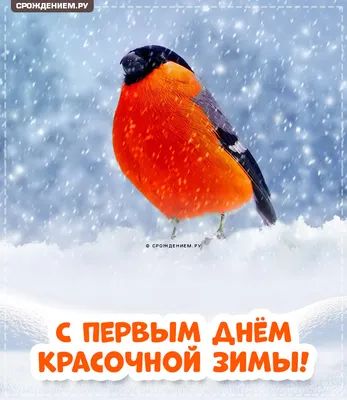 Красивые картинки С первым днем зимы! (60 открыток)