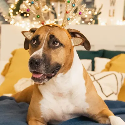 С наступающим новым 2018 годом Желтой Земляной Собаки: поздравления и  открытки для родных - Телеграф
