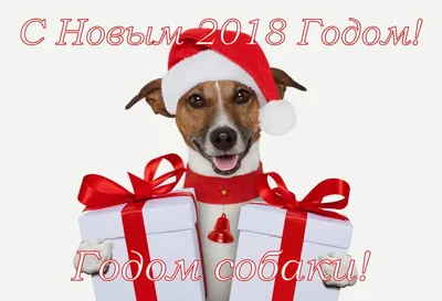 Inna Churikova Инна Чурикова - Мои дорогие друзья! Сердечно поздравляю вас  с новым годом и наступающим праздником Рождества Христова! Желаю вам  терпения, счастья и радости, которые должна принести эта замечательная  желтая собака.