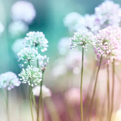 Нежные цветы | Decorel