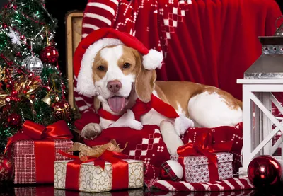Картинки с новогодними собаками фотографии