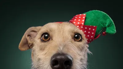 Новогодний костюм для собаки Pet Санта - купить в Москве, СПб | цены |  Интернет магазин с доставкой на дом | зоомагазин Puffy-Shop