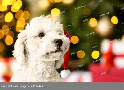 Топ-5 самых красивых пород собак для новогодней фотосессии | Собачникlife |  Дзен