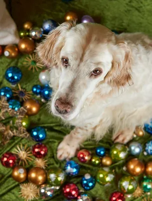 Как помочь собаке пережить фейерверки в новогодние праздники