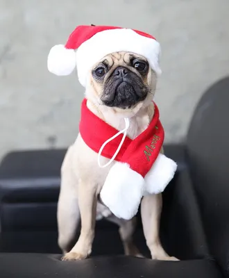 французские бульдоги в новогодней шапке, рождественская картинка с собакой,  рождество, собака фон картинки и Фото для бесплатной загрузки