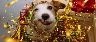 PUPPIA Новогодний свитер с капюшоном для собак