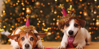 PUPPIA Колпак для собак новогодний \"Santa\", красный купить в Москве в  зоомагазине, цены - Сами с Усами