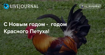 Какие ориг.изображения петуха подойдут для поздравлений с Новым годом? |  Курица в искусстве, Петушиное искусство, Петух