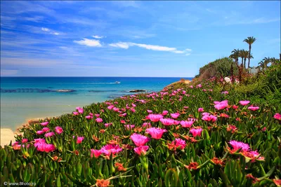 Морской пейзаж с цветами, берег моря в Испании