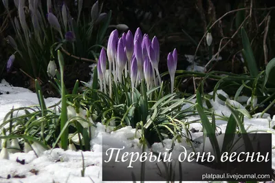 С 1 Марта! С первым днем Весны!🌼🌿 После затянувшихся зимних дней так  хочется тепла, радости и нежности. Первый.. | ВКонтакте